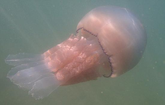 ӢlFͰˮĸ ֱ1_20D