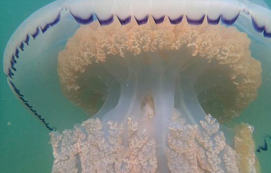 ӢlFͰˮĸ ֱ1_20D